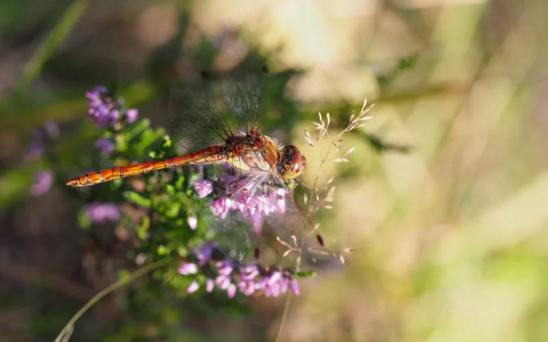 Les Atlas de la biodiversité communale (ABC)