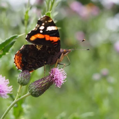 Pédaler pour la biodiversité !