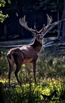 biodiversite montagne de reims