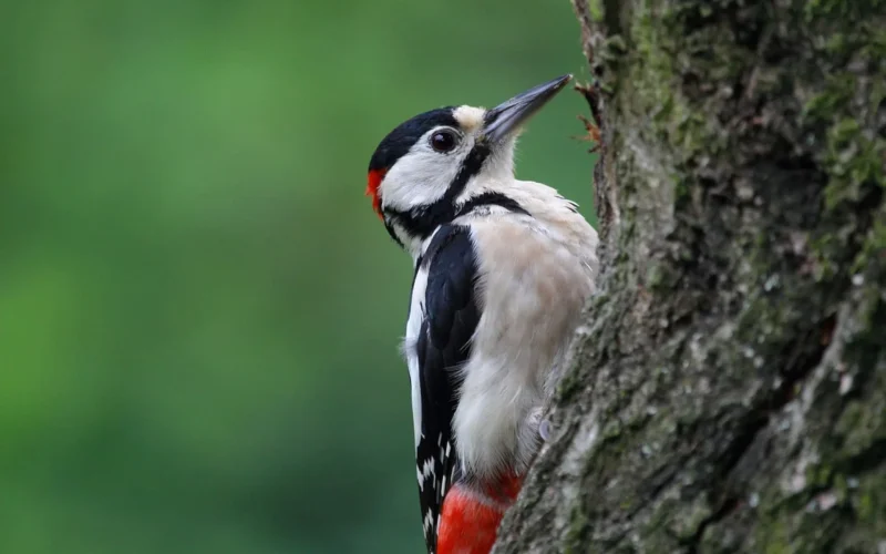 Projet LIFE Biodiv’Est : forêts et changement climatique