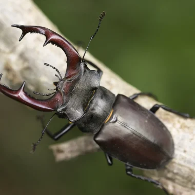 Pédaler pour la biodiversité !