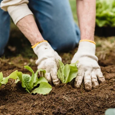 Découvrez les espaces tests agricoles : un tremplin pour les futurs agriculteurs